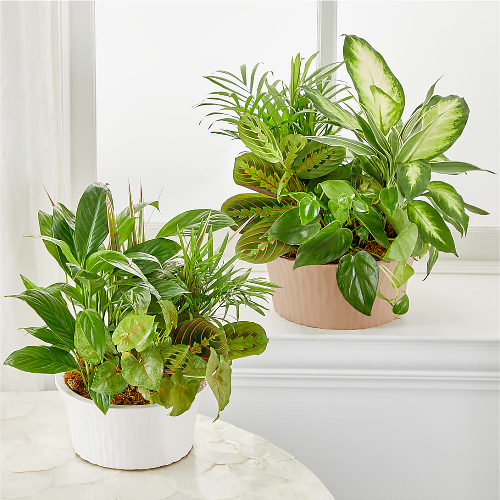 Balance & Harmony Dishgarden – Catta Flowers Llc, Kennedale TX