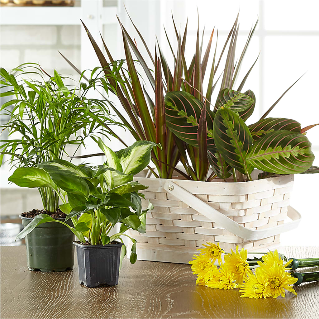 Florist Designed Blooming and Green Plants in a Basket –  Catta Flowers Llc, Kennedale TX