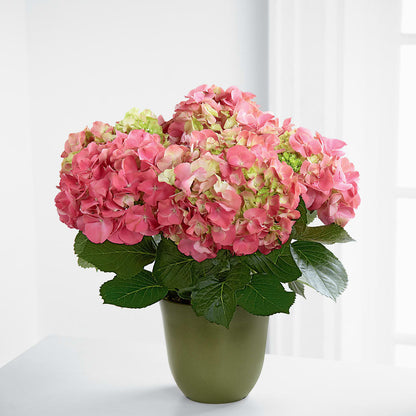 Pink Hydrangea Planter –  Catta Flowers Llc, Kennedale TX