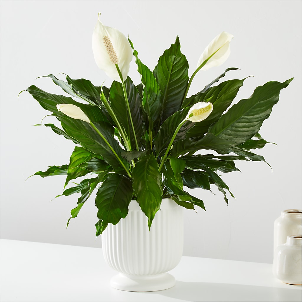Comfort Planter –  Catta Flowers Llc, Kennedale TX