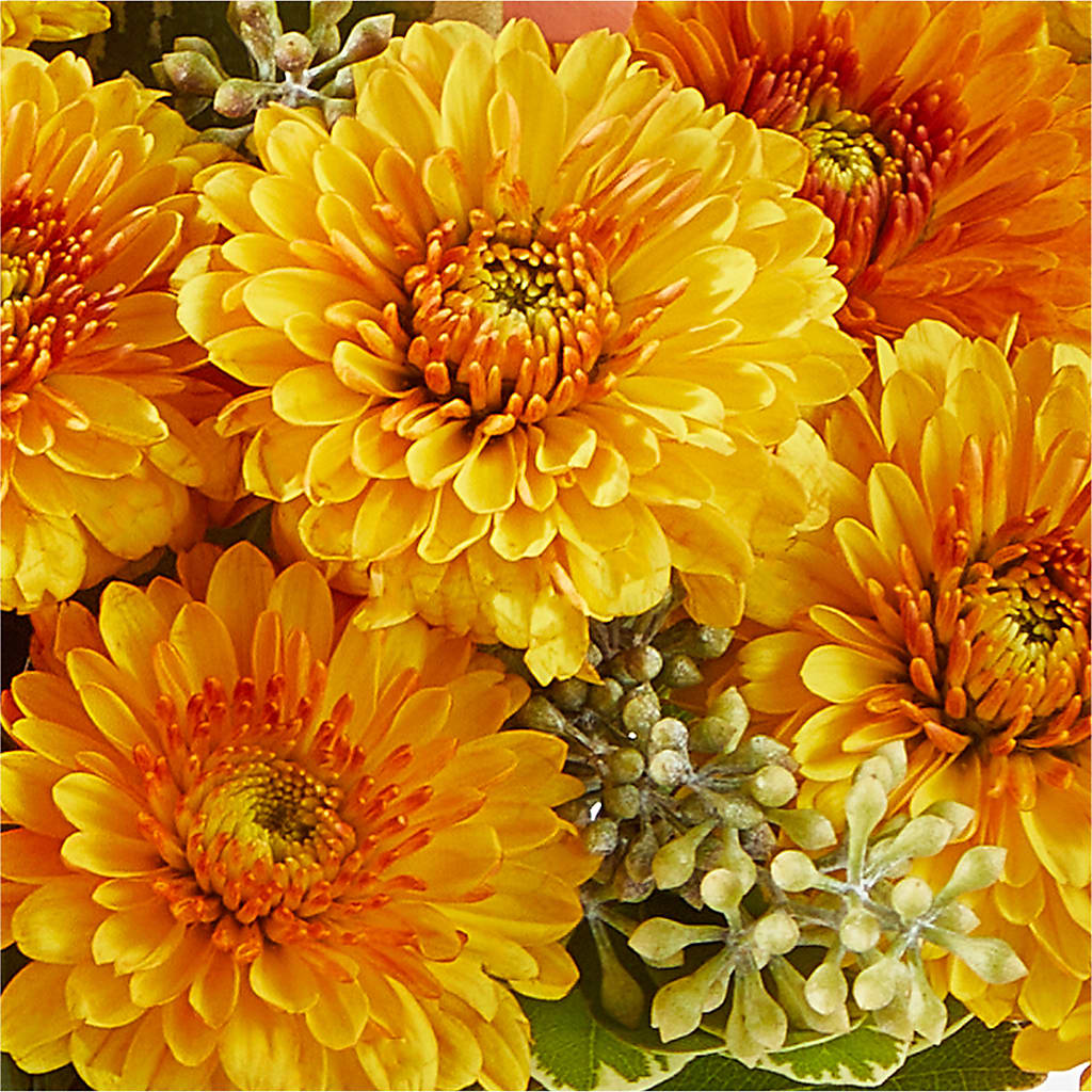 Peachy Pumpkin –  Catta Flowers Llc, Kennedale TX