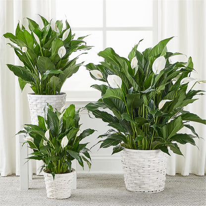 A New Leaf Peace Lily –  Catta Flowers Llc, Kennedale TX