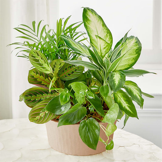 Balance & Harmony Dishgarden –  Catta Flowers Llc, Kennedale TX