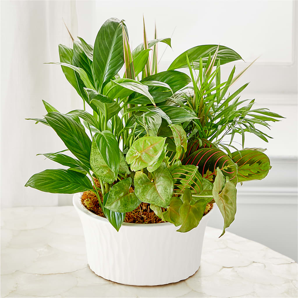 Balance & Harmony Dishgarden –  Catta Flowers Llc, Kennedale TX